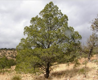 Pinus cembroides