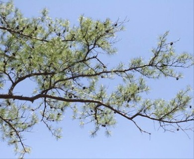 Pinus echinata