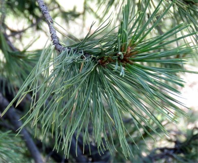 Pinus leiophylla