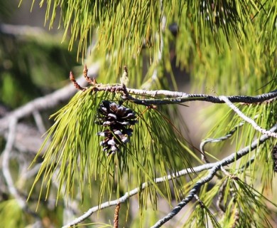 Pinus lumholtzii