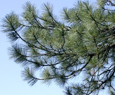 Pinus ponderosa