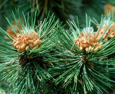 Pinus resinosa