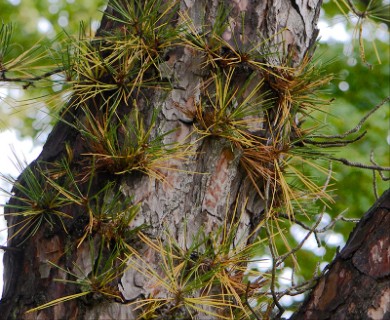 Pinus rigida