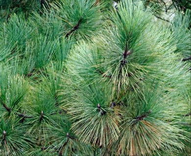 Pinus taeda