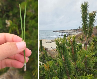 Pinus thunbergii