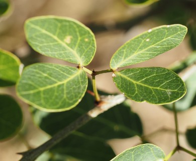 Pithecellobium unguis-cati