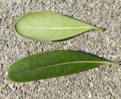 Pittosporum tobira