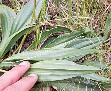 Plantago eriopoda