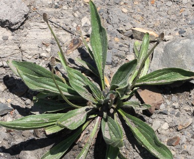 Plantago lanceolata