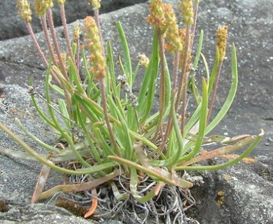 Plantago maritima