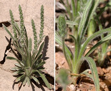 Plantago patagonica