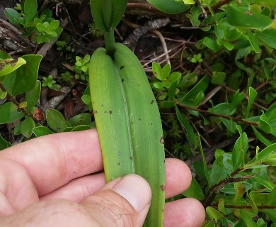 Platanthera blephariglottis