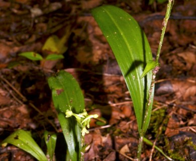 Platanthera clavellata