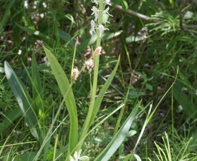 Platanthera dilatata