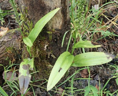 Platanthera flava