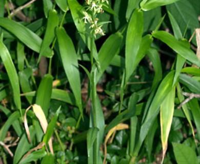 Platanthera lacera