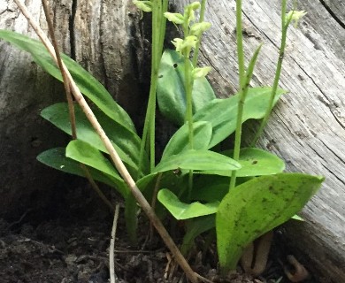 Platanthera obtusata