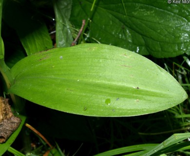 Platanthera psycodes