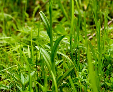 Platanthera sparsiflora