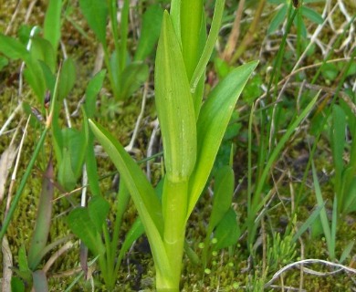 Platanthera stricta