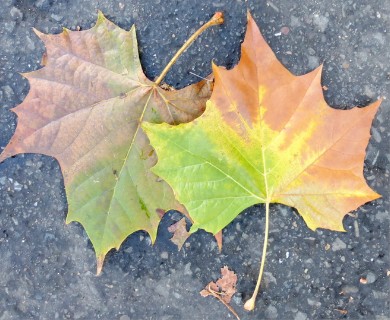 Platanus occidentalis