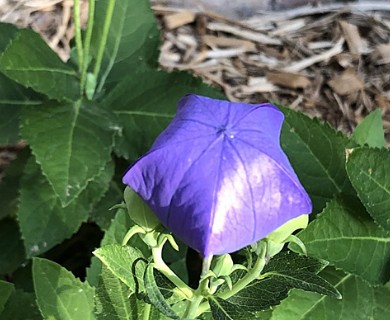 Platycodon grandiflorus