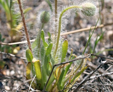 Platystemon californicus