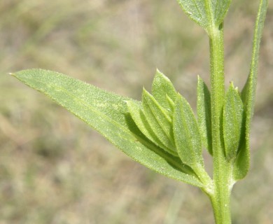 Plectocephalus americanus