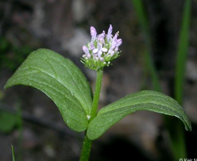 Plectritis ciliosa