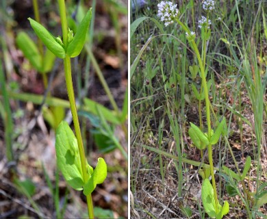 Plectritis congesta