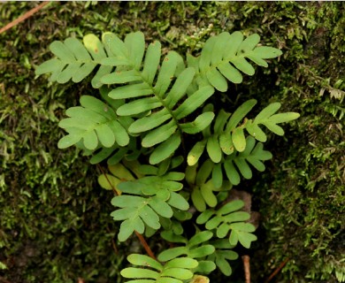 Pleopeltis polypodioides