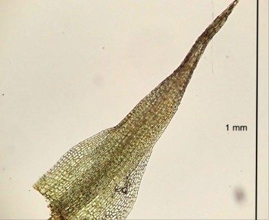 Pleuridium acuminatum