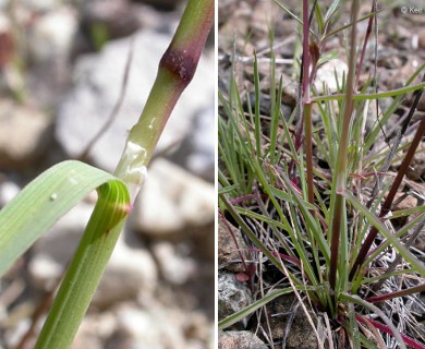 Poa secunda