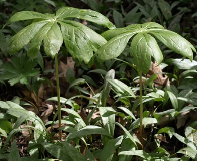 Podophyllum peltatum