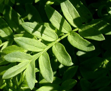 Polemonium californicum