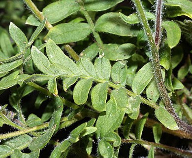 Polemonium pulcherrimum