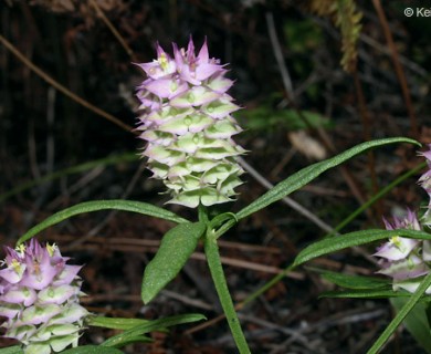 Polygala cruciata