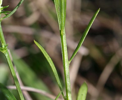 Polygala sanguinea