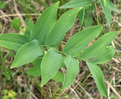 Polygonatum biflorum