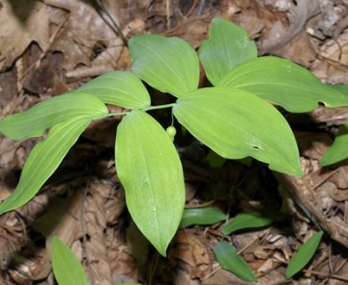 Polygonatum pubescens