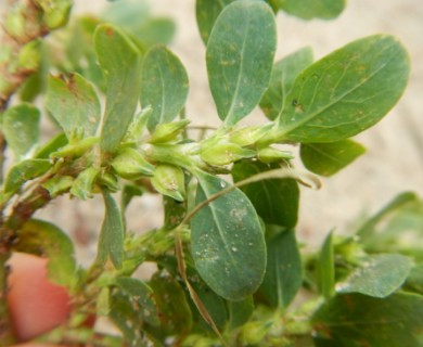 Polygonum achoreum