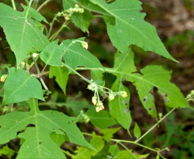 Polymnia canadensis