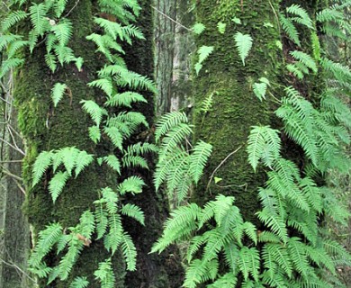 Polypodium glycyrrhiza