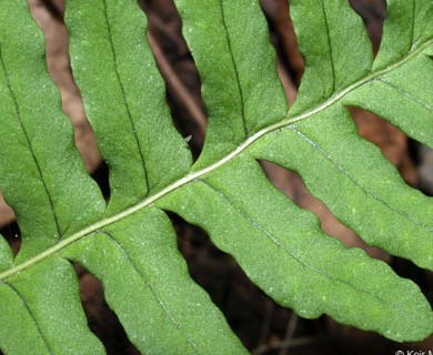 Polypodium virginianum