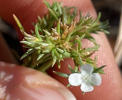 Polypremum procumbens