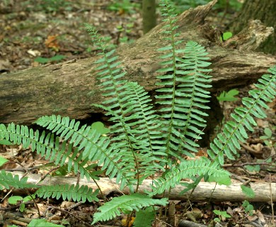 Polystichum acrostichoides