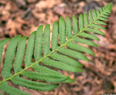 Polystichum munitum