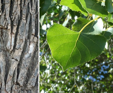 Populus deltoides