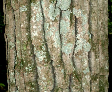 Populus grandidentata