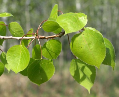 Populus tremuloides